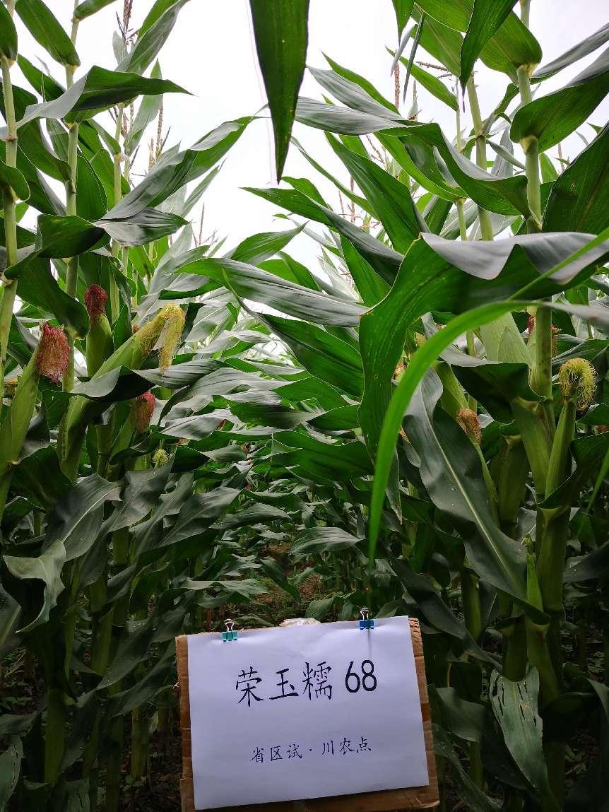 荣玉糯68 1000克原装 玉米